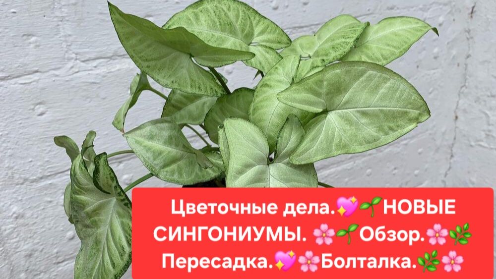 ЦВЕТОЧНЫЕ ДЕЛА.🌸🍀 НОВЫЕ СИНГОНИУМЫ.🍀🌺 ОБЗОР. 💖🌷ПЕРЕСАДКА. 🍀БОЛТАЛКА.🌺🌳 смотреть онлайн