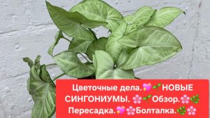 ЦВЕТОЧНЫЕ ДЕЛА.🌸🍀 НОВЫЕ СИНГОНИУМЫ.🍀🌺 ОБЗОР. 💖🌷ПЕРЕСАДКА. 🍀БОЛТАЛКА.🌺🌳