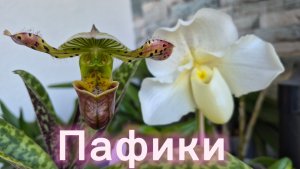 Пафиопедилум опять зацвёл!Как быстро нарастить корни у пафиопедилума!