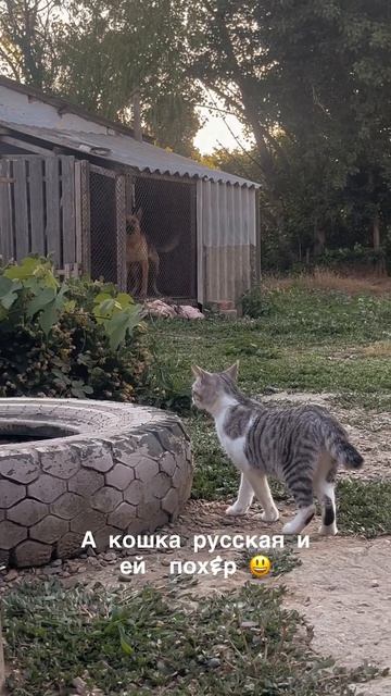 Когда у тебя немецкая овчарка смотреть онлайн
