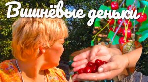 Вишнёвые деньки в деревне.
