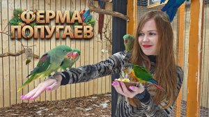ФЕРМА ПОПУГАЕВ В АРХЫЗЕ