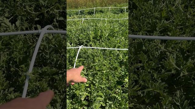 17.07.26г Арбузы есть.Бахча начала гнить.Был шторм,град. Последняя обработка.Осталось только ждать смотреть онлайн