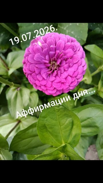 Девиз дня!✨19.07.2026.Каждый новый день с позитивом и улыбкой... #мысли #слова #разум #душа #дела