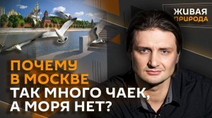 Эдгард Запашный и Нина Ватт. Что делает в Москве чайка-хохотун и откуда у питомцев депрессия