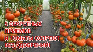 5 Секретных Приемов и Томаты Созреют без Удобрений!