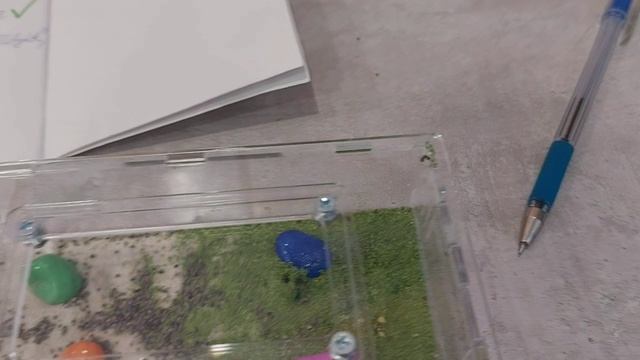 Завёл себе муравьёв жнецов ! Моё первое видео. смотреть онлайн