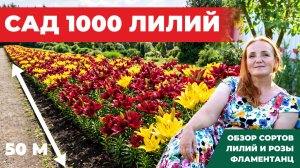 САД 1000 ЛИЛИЙ И РОЗА ФЛАМЕНТАНЦ. ОБЗОР СОРТОВ ЛИЛИЙ. АЗИАТСКИЕ ЛИЛИИ. ЛА-ГИБРИДЫ. ПРОГУЛКА ПО САДУ