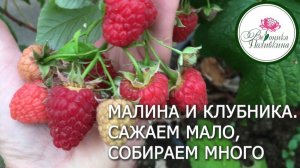 ОСОБЕННОСТИ ВЫРАЩИВАНИЯ РЕМОНТАНТНОЙ МАЛИНЫ И КЛУБНИКИ