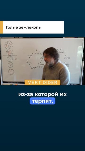 Голые землекопы