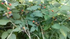 Лесная нелесная малина. Первый сбор (1)