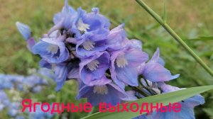 Ягодные выходные. Вишня, ирга, малина.