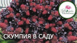 Скумпия
