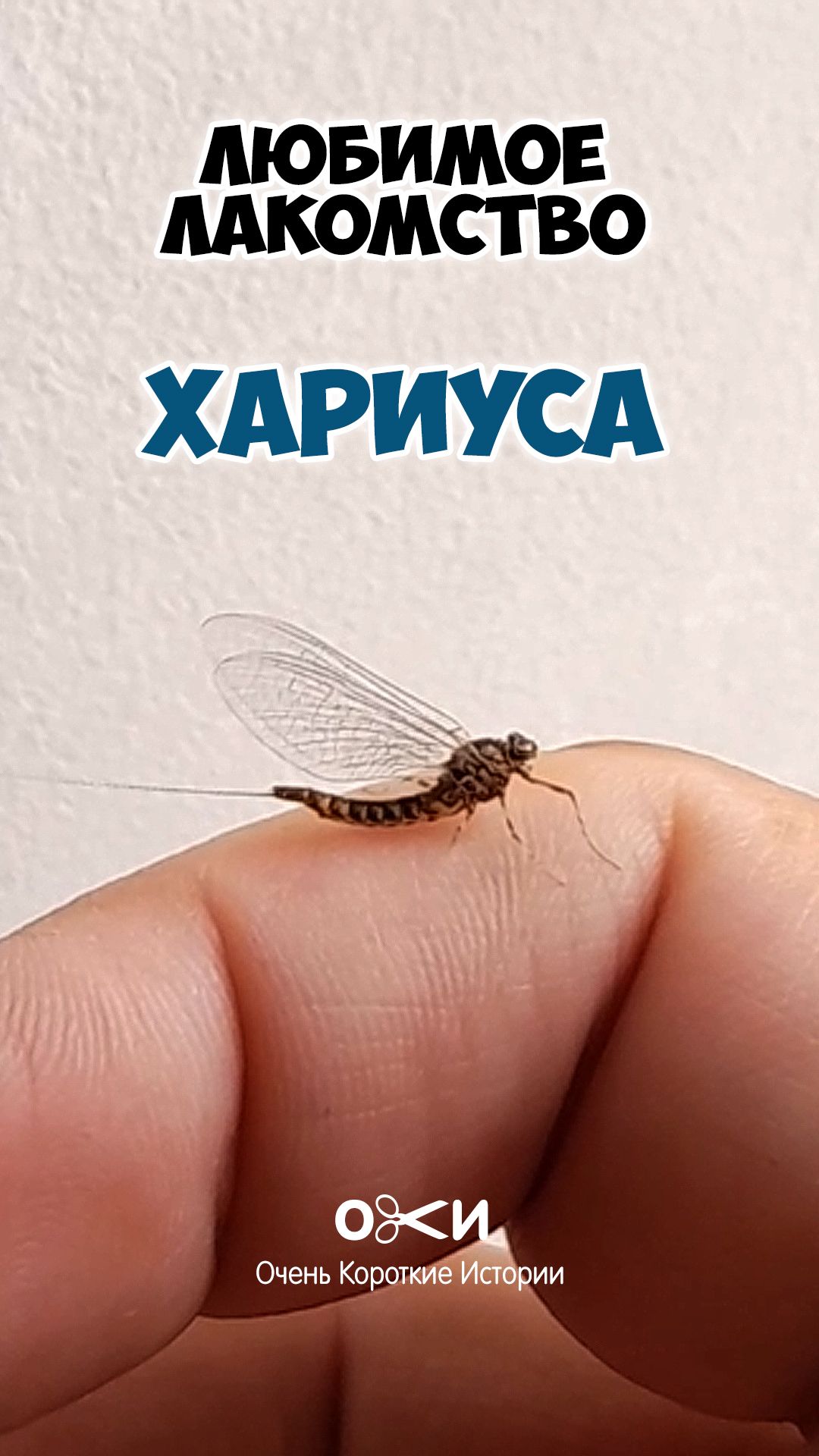 Любимое лакомство хариуса.