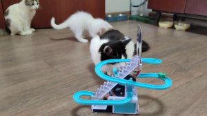 Котенок Микки сломал свою новую игрушку.