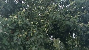 Дела огородные.
19.07.26.
