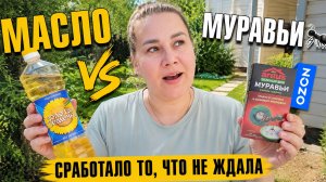 Как избавиться от муравьёв за 0 рублей. Мой способ