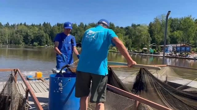 Запуск осетра смотреть онлайн