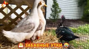 Забавные утки мускусные и пекинские на свободном выгуле со своими друзьями ч.(415) ❣️🤗😂