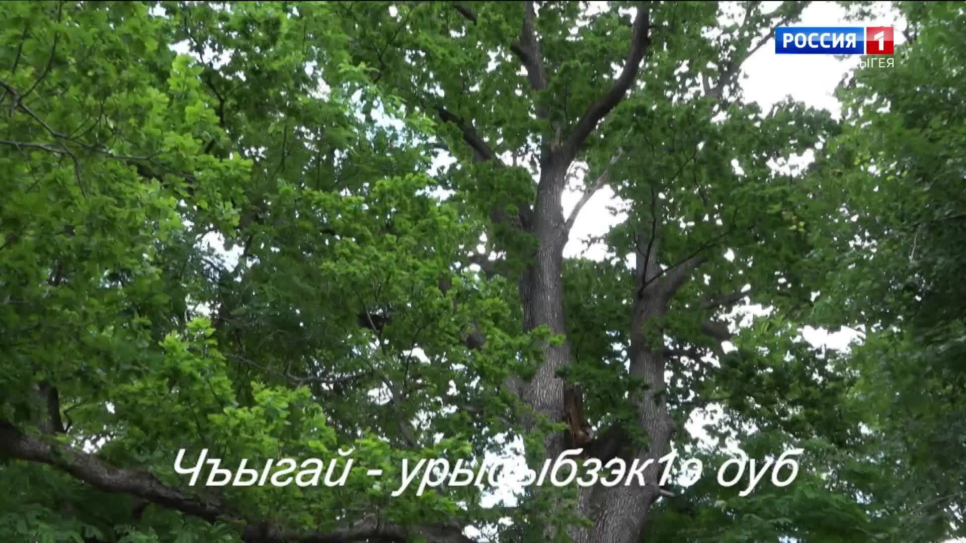 8.20 – «Гущы1эм имэхьан» от 19.07.2026г. смотреть онлайн
