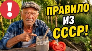 Томаты нальются САХАРОМ: копеечная пара под каждый куст в ИЮЛЕ