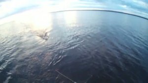 ОНЕЖСКОЕ ОЗЕРО 27.06.2026 г. ТРОЛЛИНГ поймали рыб + окушок ...)))