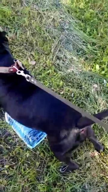 rutube.ru