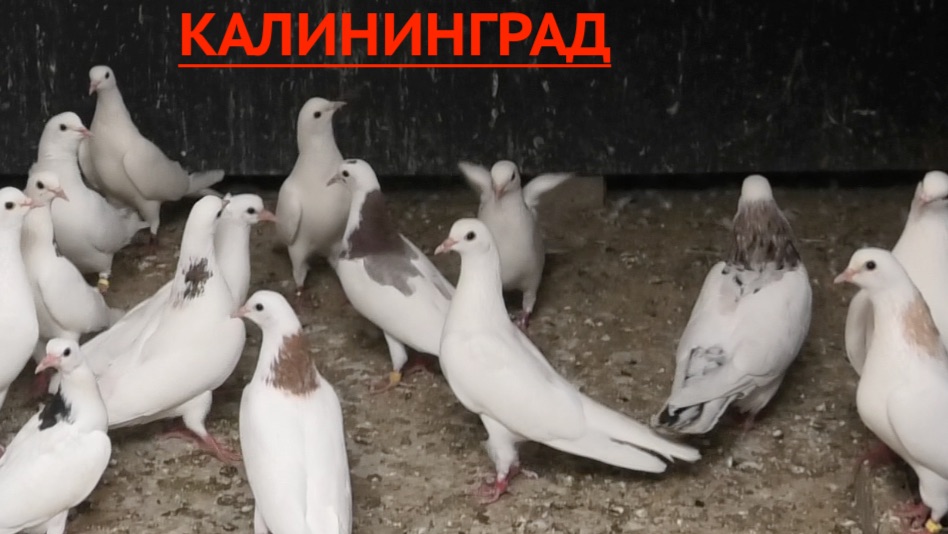 Голуби Барсегян Арарата в Волгограде! 2026г смотреть онлайн