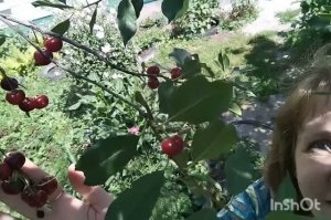 Съездили за смородиной к тёте/05.07.2026