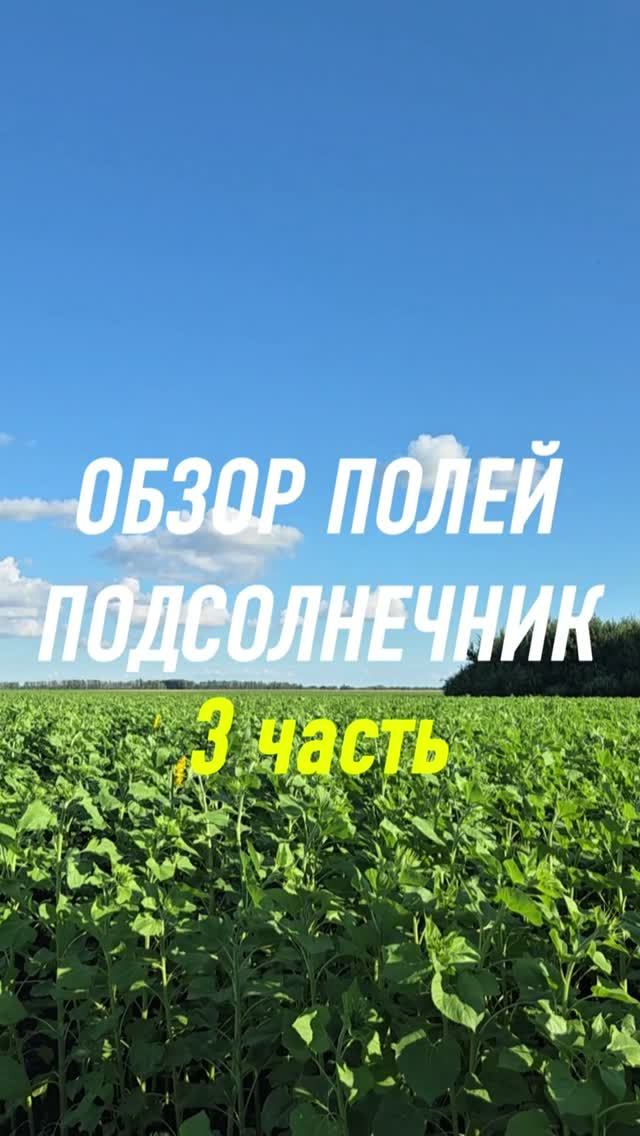 обзор наших полей, часть 3, подсолнечник #AUM #YogaFerma #сельскоехозяйство #подсолнечник #фермер