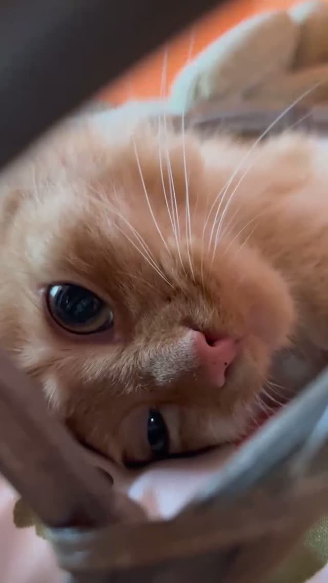 Лапка кота