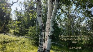 Комсомольск-на-Амуре. Лес. Амурсталевская сопка. 19.07.2026