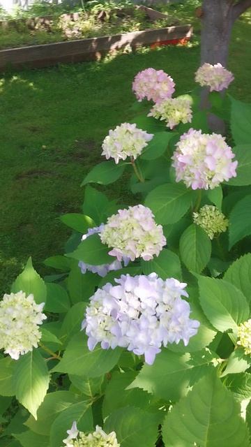 19-07-2026 Гортензии в этом году🌸🌸🌸 очень красиво!!!