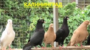 Красивые голуби Михаила в Калининграде!