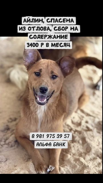 Амир Белый , Айлин Рыжая