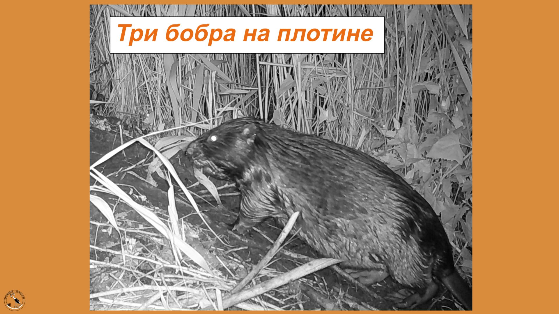 Бобровая плотина. Три бобра. Самец ставит метки смотреть онлайн