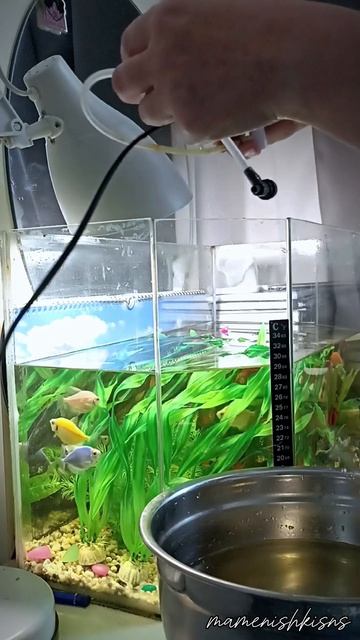 Подмена воды в аквариуме
