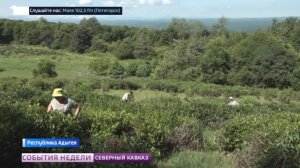 В Адыгее собирают урожай чая