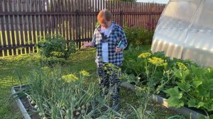 Убирать ли лук в дождь или подождать. Как не остаться без урожая.