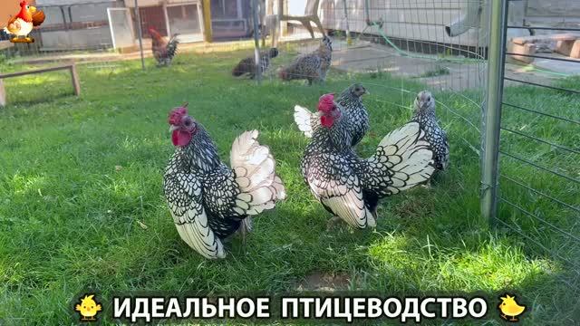 Идеальное птицеводство достойно восхищения 🐓🦆🦢🦚🦃🐔 эпизод (520) смотреть онлайн