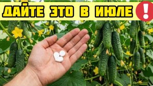 Эти 3 Таблетки в ИЮЛЕ и Огурцов нарастает тонна! Даже хилые кусты завалят урожаем