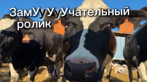 ЗамУуУуУчательный ролик. Осторожно, при просмотре видео можно захотеть завести корову