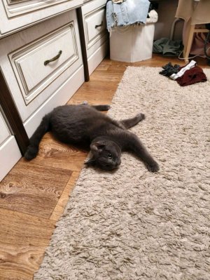 третья часть гладим котиков