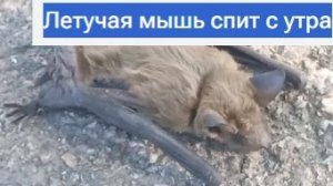 Летучая мышь спит с утра 18.07.2026