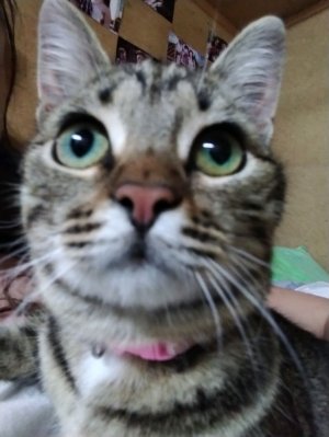 Юни поймала мышь😺🐭