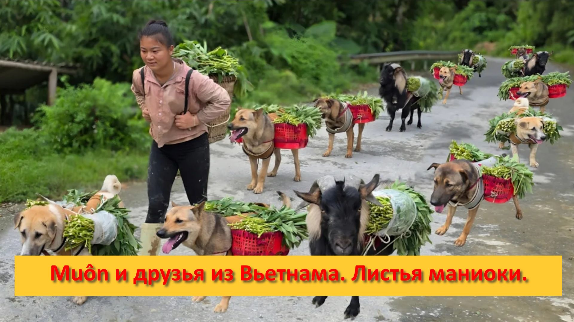 Muôn и друзья из Вьетнама. Листья маниоки. смотреть онлайн