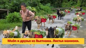 Muôn и друзья из Вьетнама. Листья маниоки.