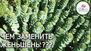 РОДИОЛА РОЗОВАЯ - ЧУДО РАСТЕНИЕ