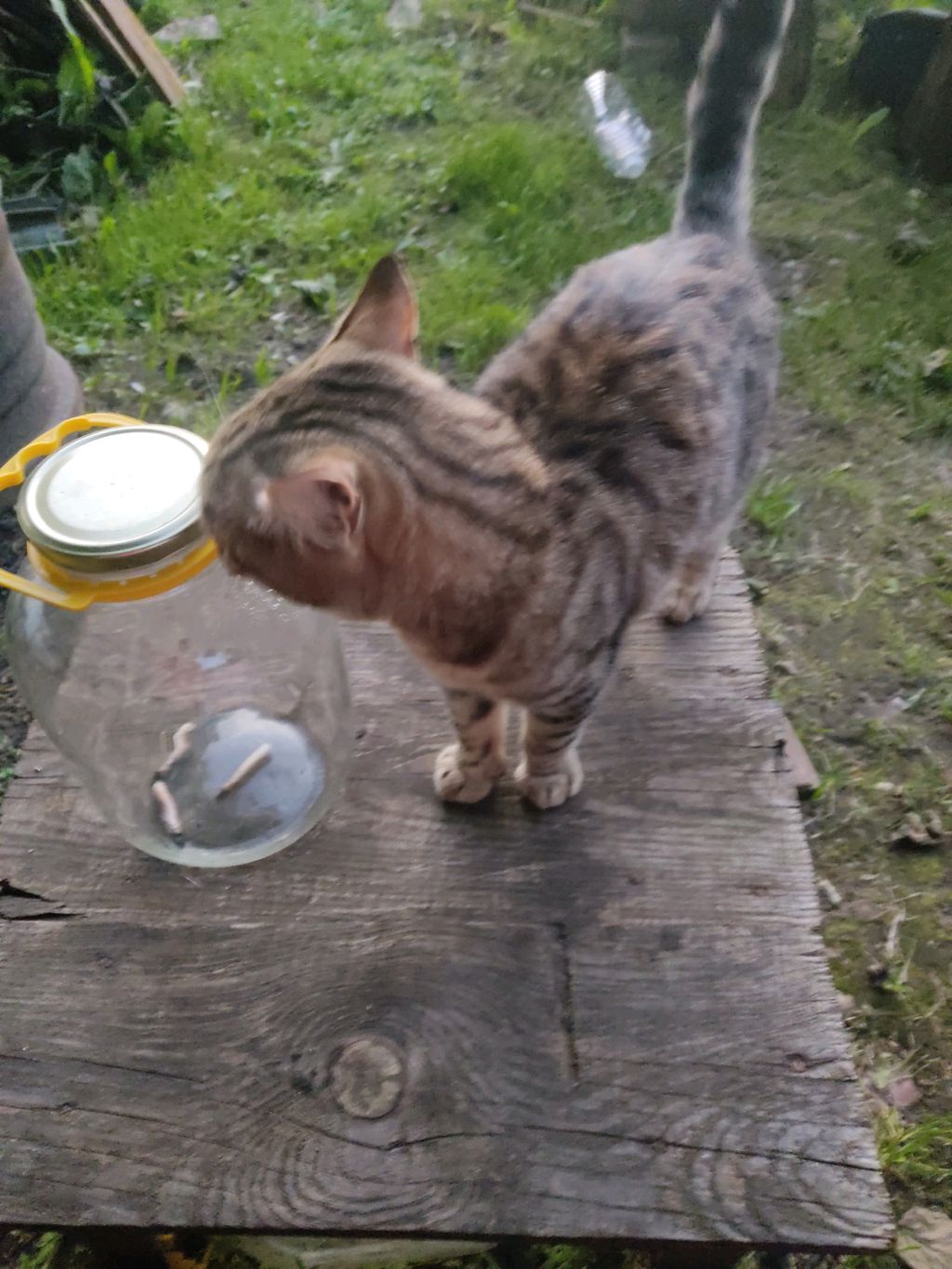 кувыркание на батуте Аня шоу 🍉🌈🫐🍇🍓🐶 смотреть онлайн