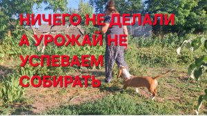 1367 Ничего не делаем а Урожай не успеваем собирать.Городские в станице.